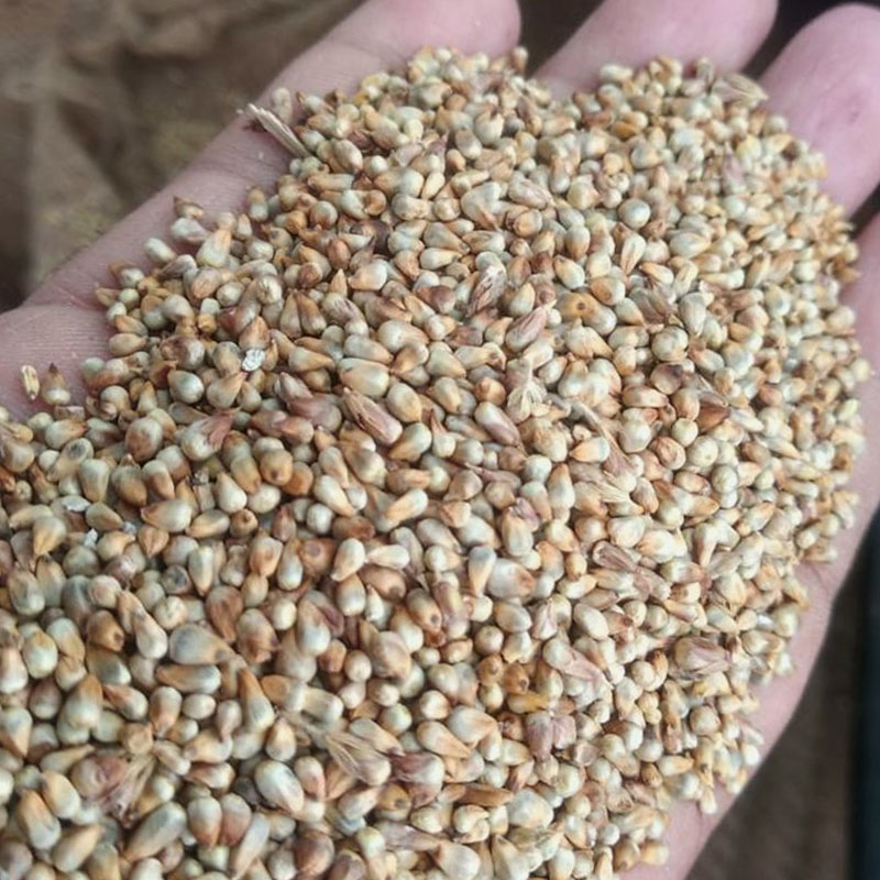 Millets